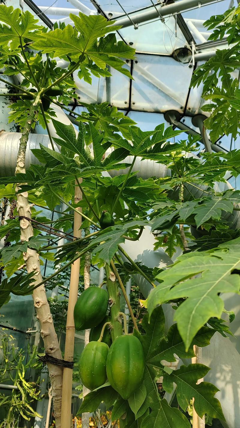 多肉仙人掌花语（探寻多肉仙人掌花语的奥秘与传递生命的力量）