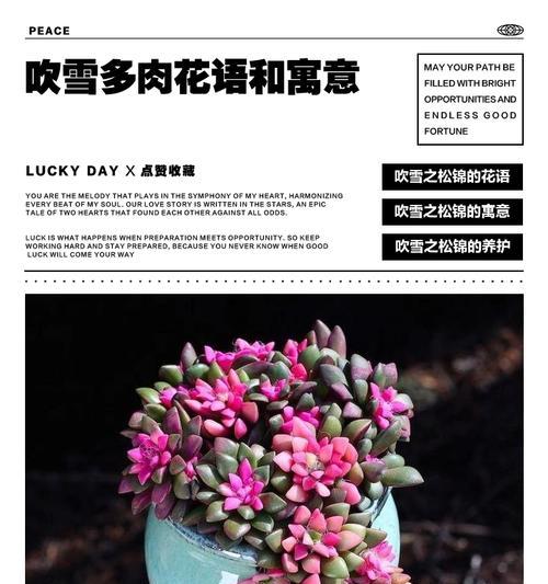 多肉仙人掌花语（探寻多肉仙人掌花语的奥秘与传递生命的力量）