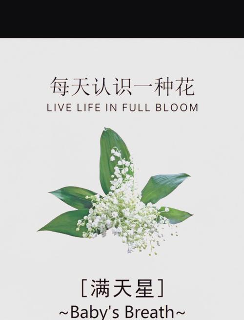 满天星花语（透过满天星花的美丽，感受幸福的力量）