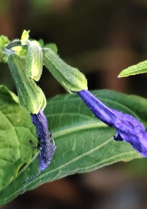 虚假之花（探寻花语中的虚伪符号及其象征意义）