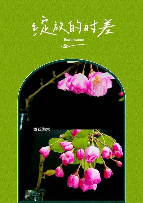 海棠花（探寻海棠花的寓意，感悟生命的意义）