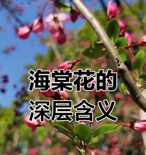 海棠花（探寻海棠花的寓意，感悟生命的意义）