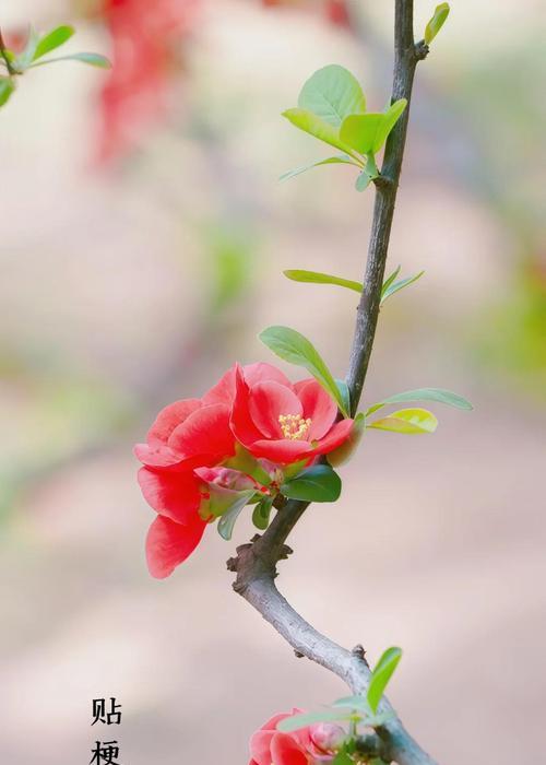 海棠花（探寻海棠花的寓意，感悟生命的意义）