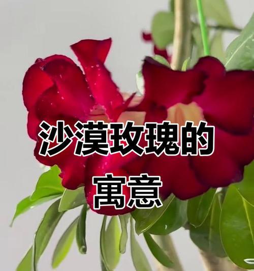 沙漠玫瑰（沙漠玫瑰的传奇故事及其象征意义）