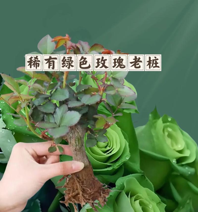 绿玫瑰的意义与象征（探寻绿玫瑰的深意，解读其神秘象征）