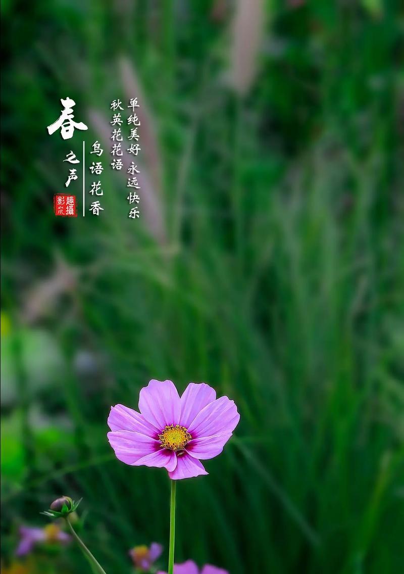 以向日葵的花语为主题的文章（阳光照耀下的快乐与希望）