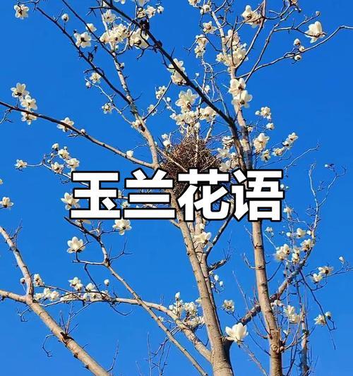 玉兰花的花语和寓意（探索玉兰花的含义，了解它所代表的意义与象征）