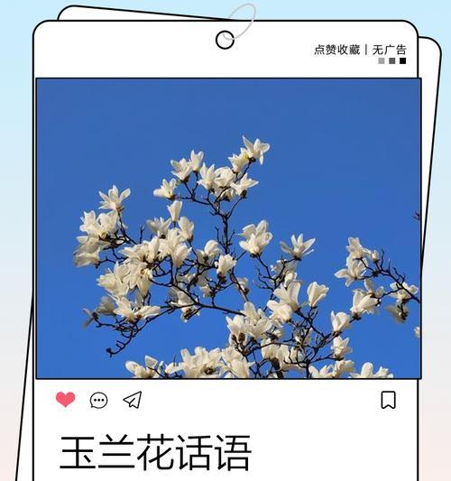 玉兰花的花语和寓意（探索玉兰花的含义，了解它所代表的意义与象征）