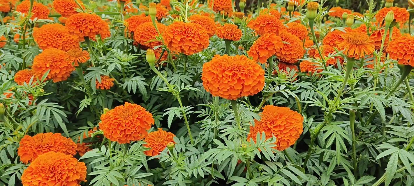 万寿菊的花语与寓意（探究万寿菊的象征意义与传说）