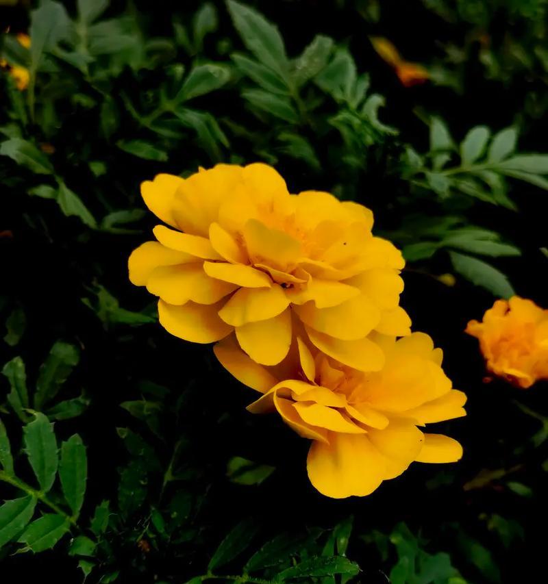 万寿菊的花语与寓意（探究万寿菊的象征意义与传说）