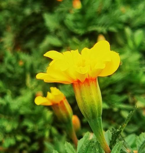 万寿菊的花语与寓意（探究万寿菊的象征意义与传说）