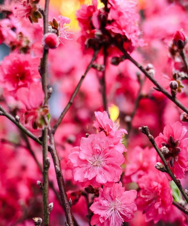 桃花的花语与象征意义（解读桃花的美丽与喻义）