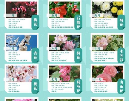 桃花的花语与象征意义（解读桃花的美丽与喻义）