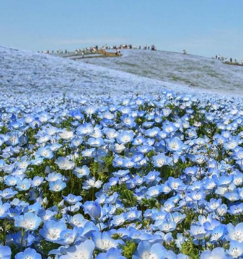粉蝶花（探寻粉蝶花的花语及其文化背景）