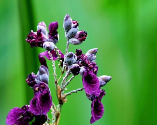 再力花语之美——揭开花朵背后的秘密（再力花语）