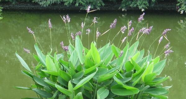 再力花语之美——揭开花朵背后的秘密（再力花语）
