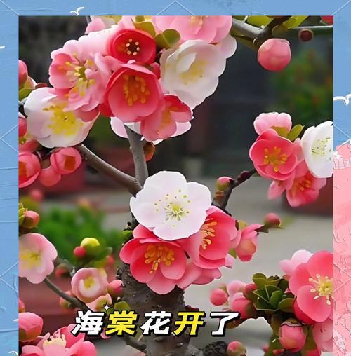 海棠的寓意和象征风水（美丽的海棠花与福寿兼备的象征意义）