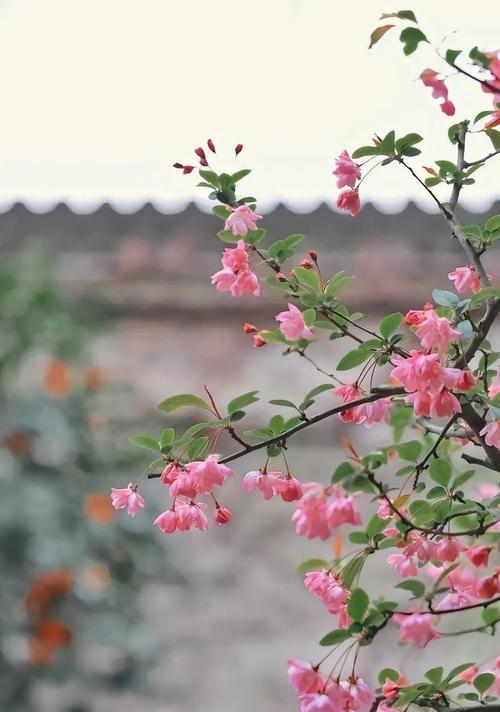 海棠的寓意和象征风水（美丽的海棠花与福寿兼备的象征意义）