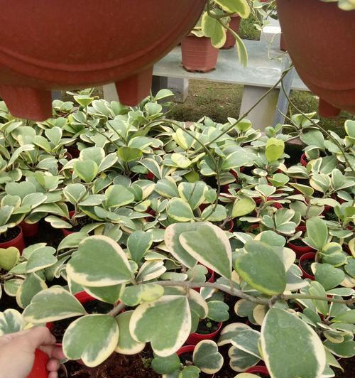 仙人掌植物叶子的独特特点（探索仙人掌植物叶子的形态和功能）