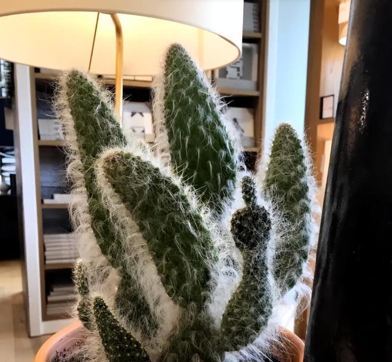 仙人掌植物叶子的独特特点（探索仙人掌植物叶子的形态和功能）