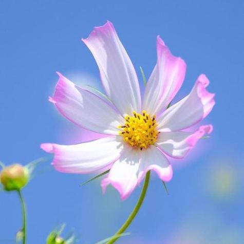 以含笑花的寓意为主题的文章（探寻含笑花的象征与内涵）