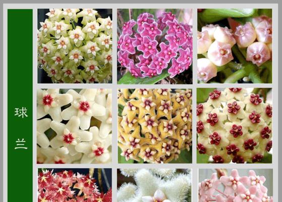以豆瓣绿开花好不好开花的风水寓意（探索豆瓣绿开花的风水之道，提升生活运势）