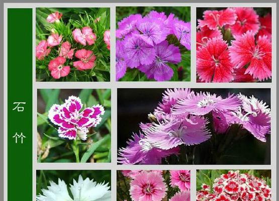 百合花的象征意义与美丽之谜（探索百合花的寓意与美丽花蕾的诗意绽放）
