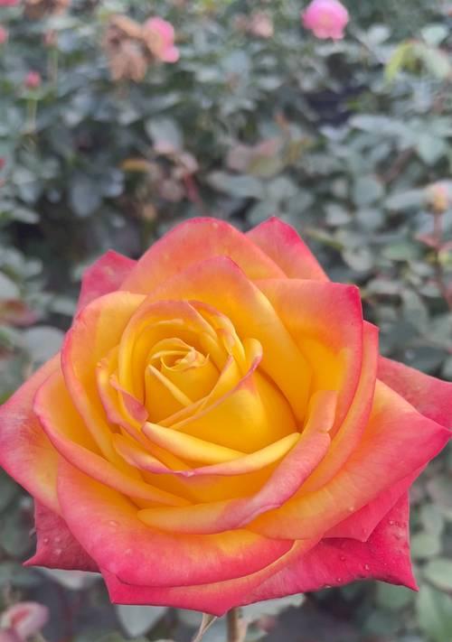 白郁金香花语的深意（揭示白郁金香的秘密——探寻它独特的花语）